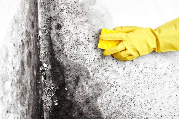 Best Comprehensive Air Testing for Mold Contaminants  in Fountain Hill, PA