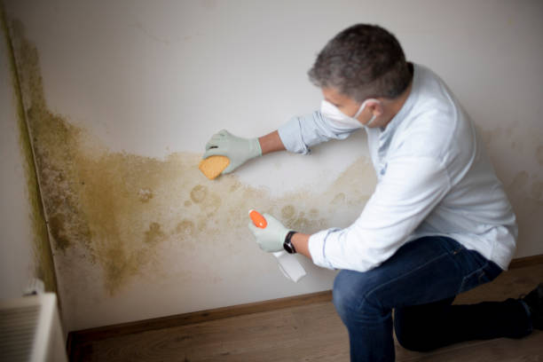 Best Forensic Mold Investigation  in Fountain Hill, PA